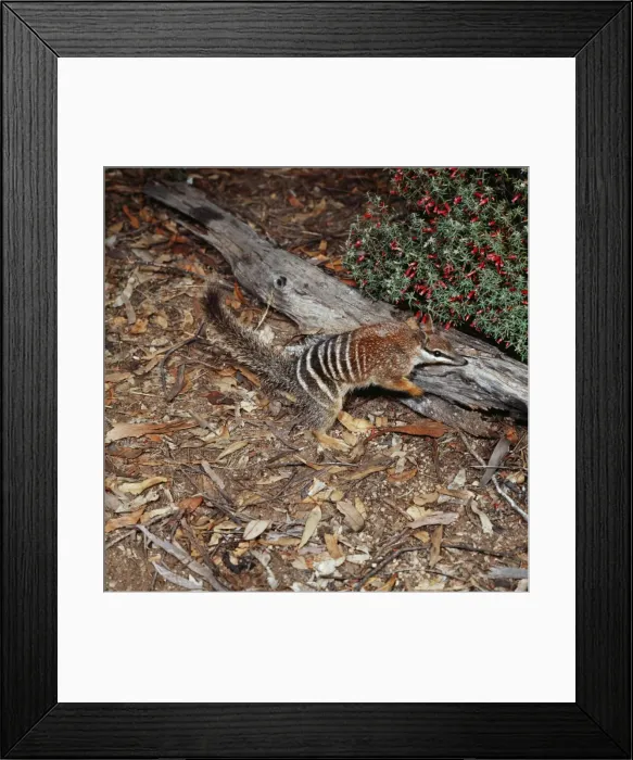 Framed Print : Numbat - Australia Framed Print : Numbat - Australia