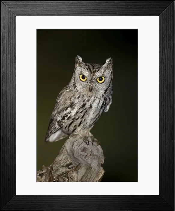 Framed Print : Western Screech Owl - March - Southeast Arizona - USA Framed Print : Western Screech Owl - March - Southeast Arizona - USA