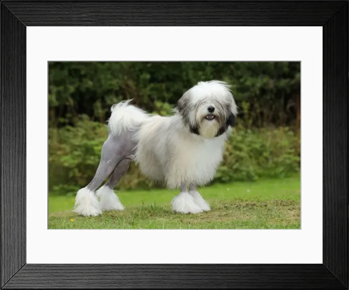 Framed Print : DOG. Lowchen Framed Print : DOG. Lowchen