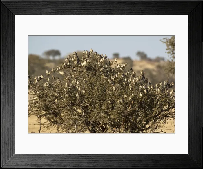 Framed Print : Red-billed Quelea - flock on thorn tree - Mashatu Game Reserve - Botswana Framed Print : Red-billed Quelea - flock on thorn tree - Mashatu Game Reserve - Botswana