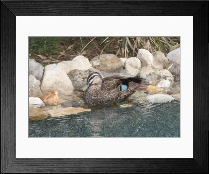 Framed Print : Pacific Black Duck - preening after bathing in a suburban swimming pool. Three subspecies from Indonesia, Australia, New Zealand and the south-west Pacific. Length to 60cm; nomadic, opportunistic breeder after rain any where in Australia Framed Print : Pacific Black Duck - preening after bathing in a suburban swimming pool. Three subspecies from Indonesia, Australia, New Zealand and the south-west Pacific. Length to 60cm; nomadic, opportunistic breeder after rain any where in Australia