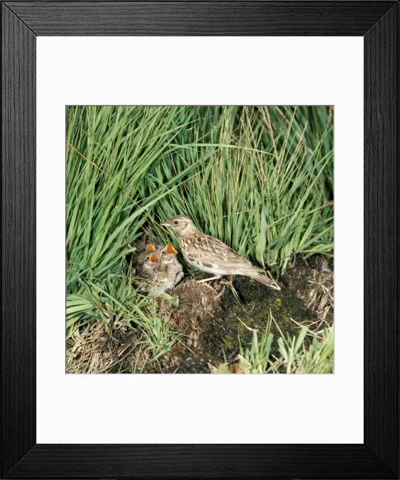 Framed Print : Woodlark - at nest with young Framed Print : Woodlark - at nest with young