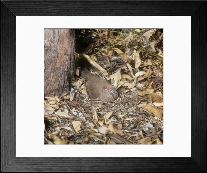 Framed Print : Partridge Pigeon - sat on nest on ground Framed Print : Partridge Pigeon - sat on nest on ground