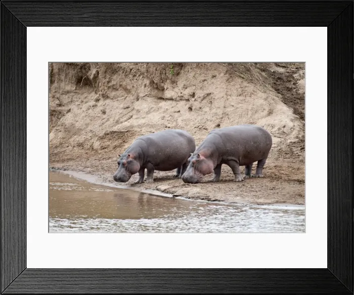 Framed Print : Hippopotamus - pair standing on river bank - Masai Mara Kenya Framed Print : Hippopotamus - pair standing on river bank - Masai Mara Kenya