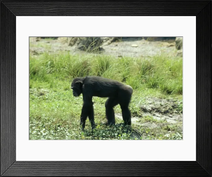 Framed Print : Chimpanzee GKB 1118 Pan troglodytes © G. K. Brown / ARDEA LONDON Framed Print : Chimpanzee GKB 1118 Pan troglodytes © G. K. Brown / ARDEA LONDON