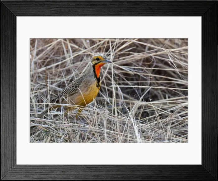 Framed Print : Cape Longclaw - close up of bird amongst dry grasses - Rietvlei Nature Reserve - South Africa Framed Print : Cape Longclaw - close up of bird amongst dry grasses - Rietvlei Nature Reserve - South Africa
