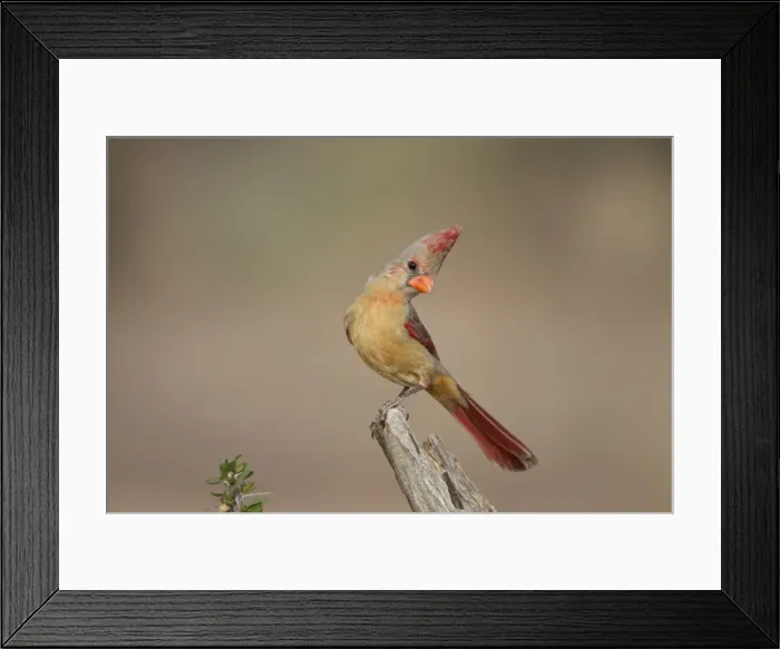 Framed Print : Northern Cardinal - immature male - March in southeast Arizona - USA Framed Print : Northern Cardinal - immature male - March in southeast Arizona - USA