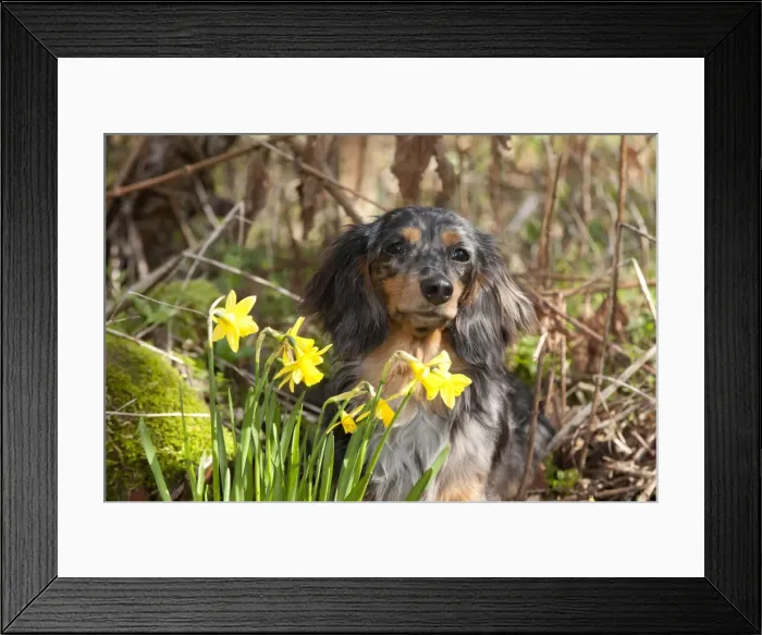 Framed Print : Dog - Miniature Long Haired Dachshund - sitting down behind Daffodils Framed Print : Dog - Miniature Long Haired Dachshund - sitting down behind Daffodils