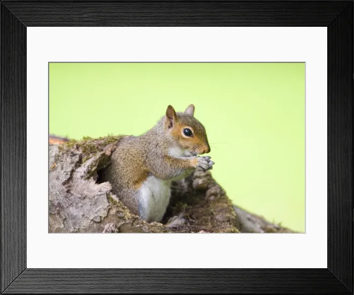 Framed Print : Grey Squirrel - Norfolk - UK Framed Print : Grey Squirrel - Norfolk - UK