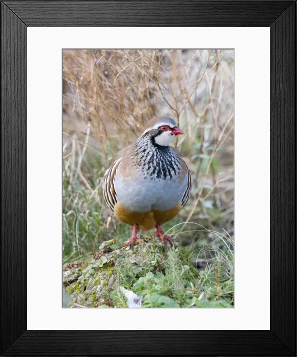 Framed Print : Red Legged Partridge - Norfolk UK