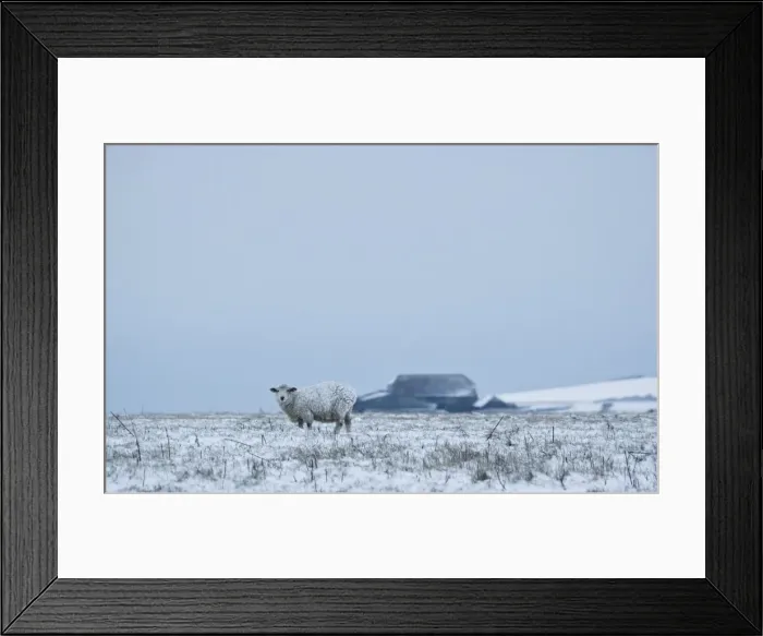 Framed Print : Sheep - standing in a snowy field - South Downs - East Sussex - United Kingdom Framed Print : Sheep - standing in a snowy field - South Downs - East Sussex - United Kingdom
