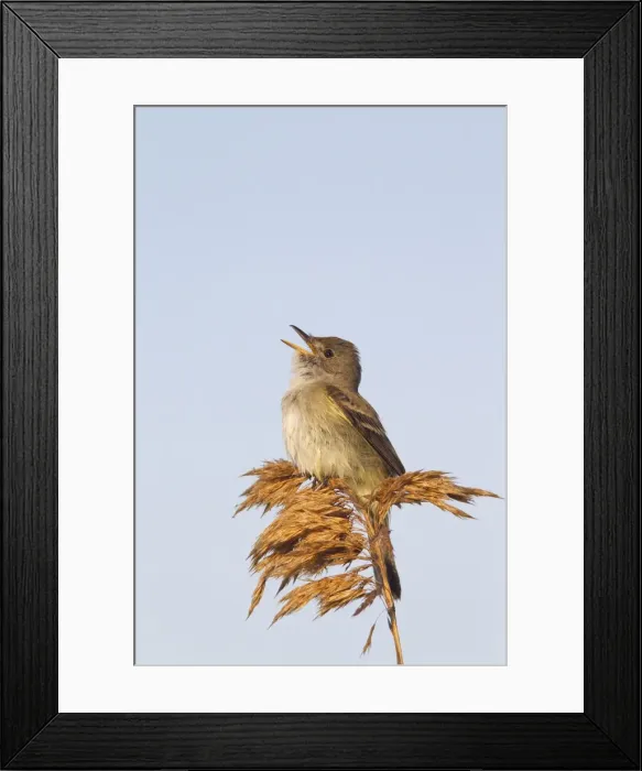Framed Print : Willow Flycatcher - singing - spring - Connecticut - USA Framed Print : Willow Flycatcher - singing - spring - Connecticut - USA