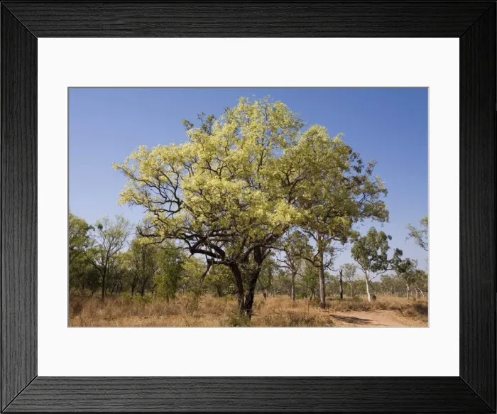 Framed Print : Wandi Ironbark Growing by the road into Manning Gorge, Gibb River Road, Kimberley, Western Australia Framed Print : Wandi Ironbark Growing by the road into Manning Gorge, Gibb River Road, Kimberley, Western Australia