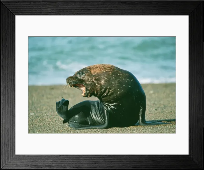 Framed Print : South American Sea Lion FG 7134 Otaria byronia © Francois Gohier / ARDEA LONDON Framed Print : South American Sea Lion FG 7134 Otaria byronia © Francois Gohier / ARDEA LONDON