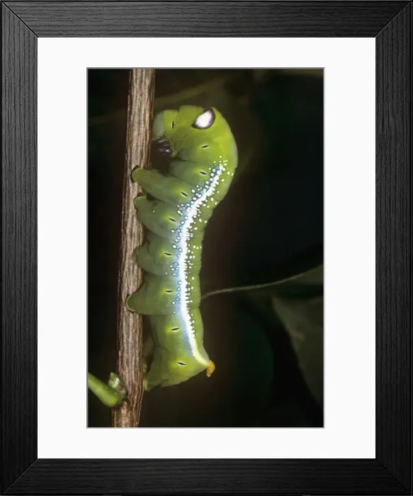 Framed Print : Oleander Hawk Moth - showing eye spot Framed Print : Oleander Hawk Moth - showing eye spot