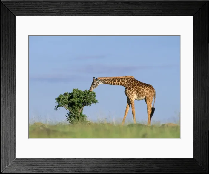 Framed Print : Masai Giraffe - Maasai Mara - Kenya Framed Print : Masai Giraffe - Maasai Mara - Kenya