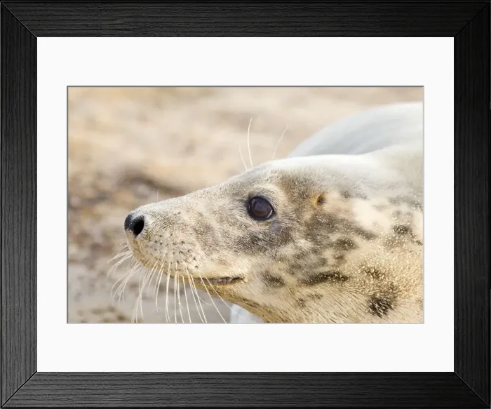 Framed Print : Grey Seal - Cow - Norfolk - UK Framed Print : Grey Seal - Cow - Norfolk - UK