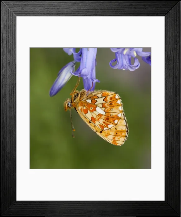 Framed Print : Pearl Bordered Fritillary Butterfly - on bluebell - Cornwall - UK Framed Print : Pearl Bordered Fritillary Butterfly - on bluebell - Cornwall - UK