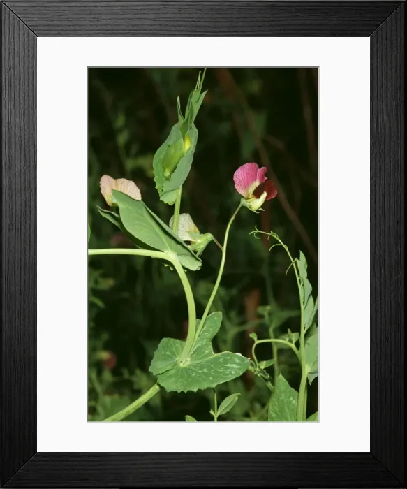 Framed Print : Pea Plant JLM 3961 Pisum sativum © John Mason / ARDEA LONDON Framed Print : Pea Plant JLM 3961 Pisum sativum © John Mason / ARDEA LONDON