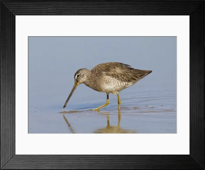 Framed Print : Long-billed Dowitcher - March in Arizona - USA Framed Print : Long-billed Dowitcher - March in Arizona - USA