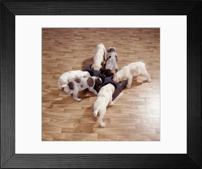 Framed Print : Dog JD 15306 Puppies eating. © John Daniels / ARDEA LONDON Framed Print : Dog JD 15306 Puppies eating. © John Daniels / ARDEA LONDON