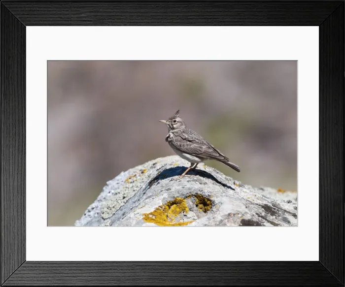Framed Print : Crested Lark - perched on rock - Lesvos Framed Print : Crested Lark - perched on rock - Lesvos