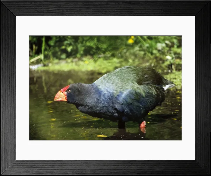 Framed Print : Takahe. GKB-1512. Takahe. New Zealand. Motornis mantelli Framed Print : Takahe. GKB-1512. Takahe. New Zealand. Motornis mantelli