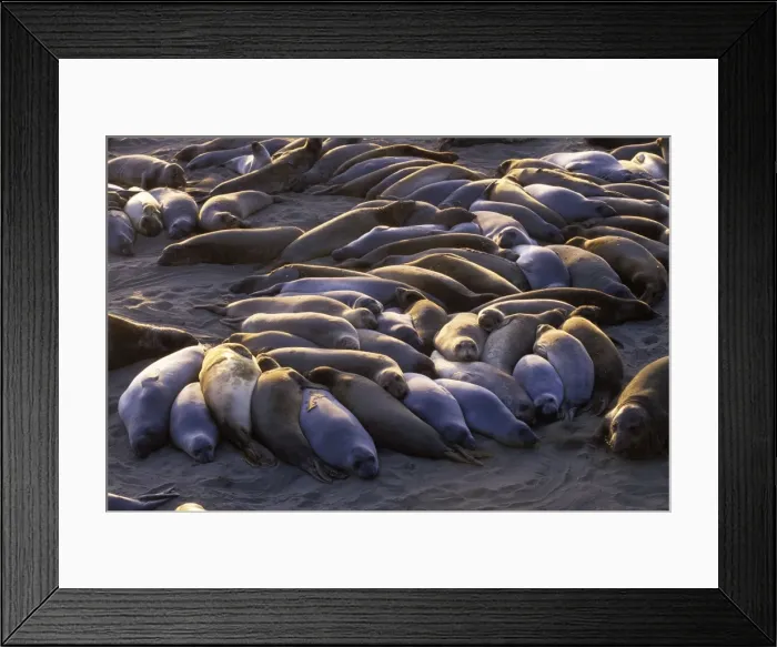 Framed Print : Northern Elephant Seal - group of females and young resting on the beach during the molting season - Piedras Blancas colony - California coast - North America - Pacific Ocean Framed Print : Northern Elephant Seal - group of females and young resting on the beach during the molting season - Piedras Blancas colony - California coast - North America - Pacific Ocean