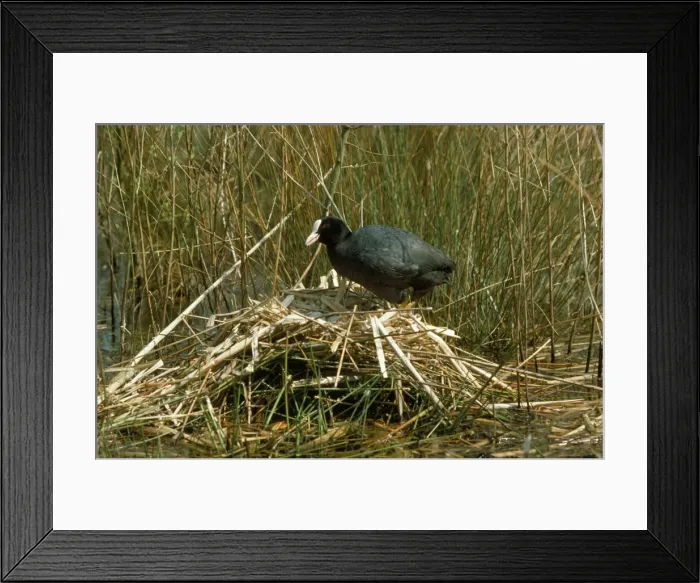 Framed Print : Coot - at nest Framed Print : Coot - at nest