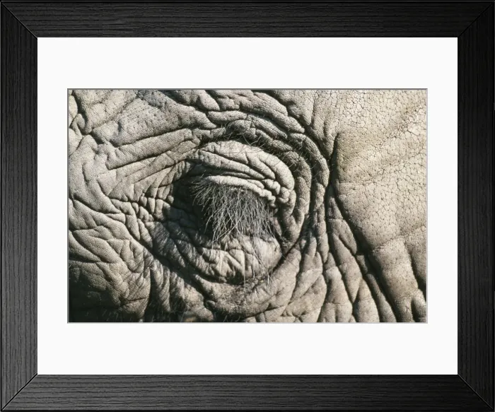 Framed Print : Elephant HAY 164 Close-up of closed eye - Botswana, Africa Loxodonta africana © Hayden Oake / ARDEA LONDON Framed Print : Elephant HAY 164 Close-up of closed eye - Botswana, Africa Loxodonta africana © Hayden Oake / ARDEA LONDON
