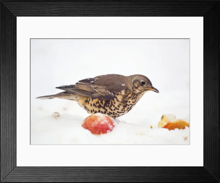 Framed Print : Mistle Thrush - with apple in snow - winter - Cornwall - UK Framed Print : Mistle Thrush - with apple in snow - winter - Cornwall - UK