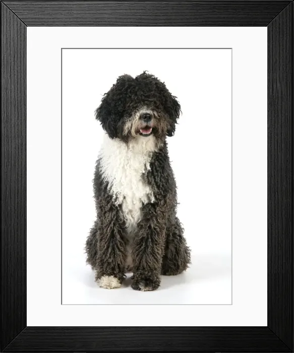 Framed Print : DOG. Spanish Water Dog Framed Print : DOG. Spanish Water Dog