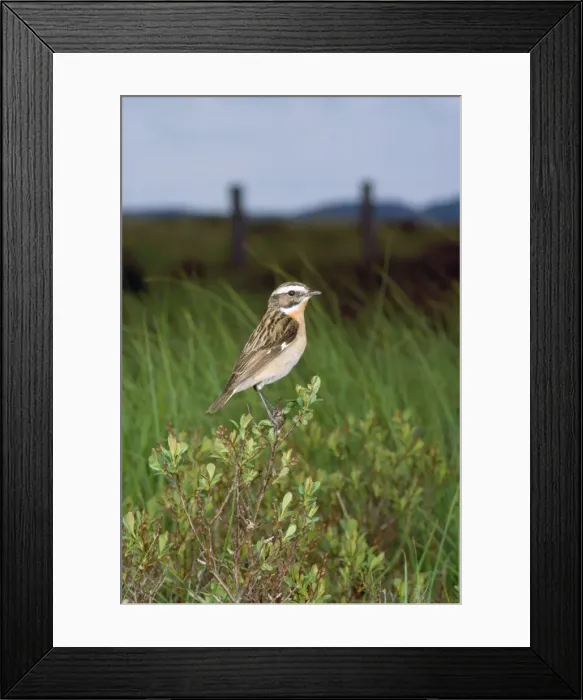 Framed Print : Whinchat. JAB-1635. WHINCHAT. Saxicola rubetra Framed Print : Whinchat. JAB-1635. WHINCHAT. Saxicola rubetra