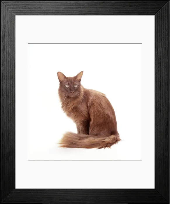 Framed Print : Cat JD 15252 British Angora, chocolate © John Daniels / ARDEA LONDON Framed Print : Cat JD 15252 British Angora, chocolate © John Daniels / ARDEA LONDON