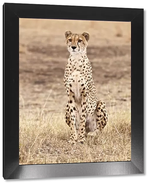 Cheetah - sitting up - in area of short grass - Masai Mara - Kenya