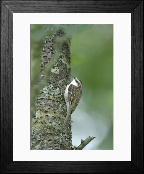 Framed Print : Treecreeper - on tree trunk Framed Print : Treecreeper - on tree trunk