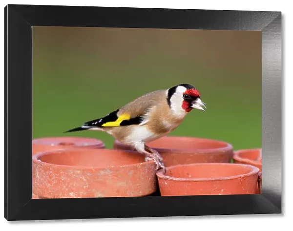 Goldfinch - on plant pots - Cornwall