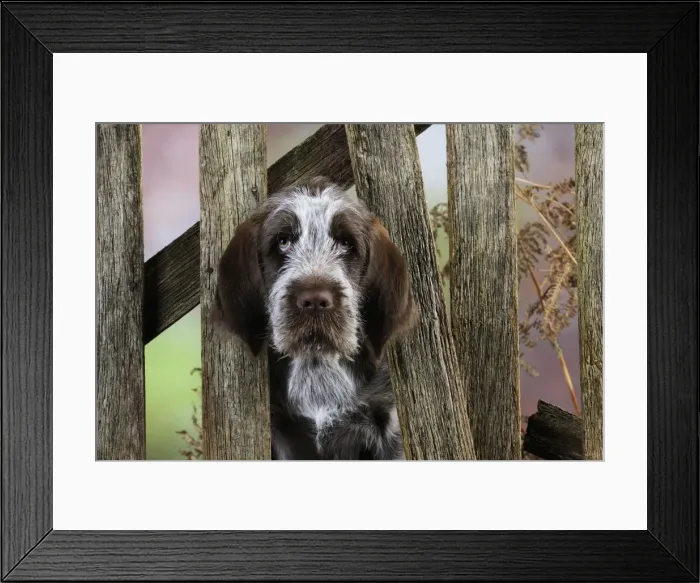Framed Print : DOG. Spinone puppy looking through fence Framed Print : DOG. Spinone puppy looking through fence
