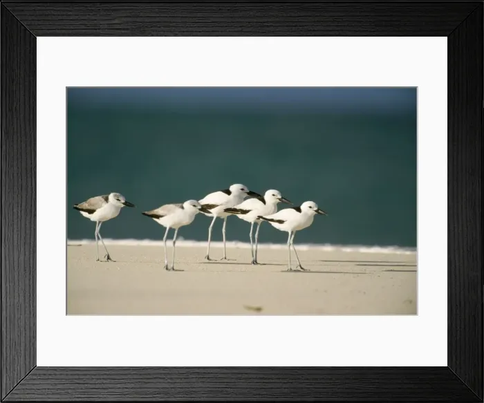 Framed Print : Crab Plover - bird Island - Seychelles