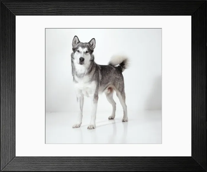 Framed Print : Dog JD 15401 Alaskan malamute © John Daniels / ARDEA LONDON Framed Print : Dog JD 15401 Alaskan malamute © John Daniels / ARDEA LONDON