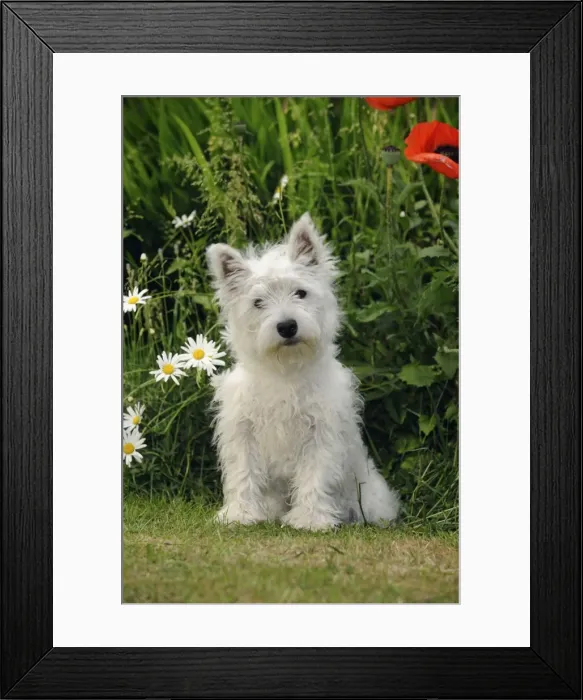 Framed Print : DOG. West highland white terrier puppy Framed Print : DOG. West highland white terrier puppy