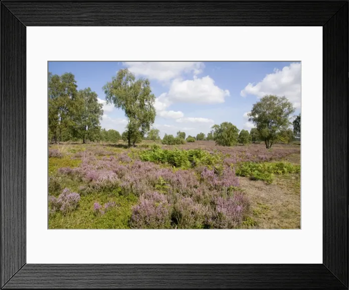 Framed Print : Heathland - Cannock Chase AONB - Staffordshire UK Framed Print : Heathland - Cannock Chase AONB - Staffordshire UK