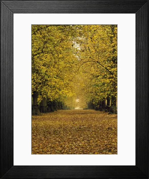 Framed Print : Common LIme Tree - autumn Clumber Park Nottinghamshire UK Framed Print : Common LIme Tree - autumn Clumber Park Nottinghamshire UK