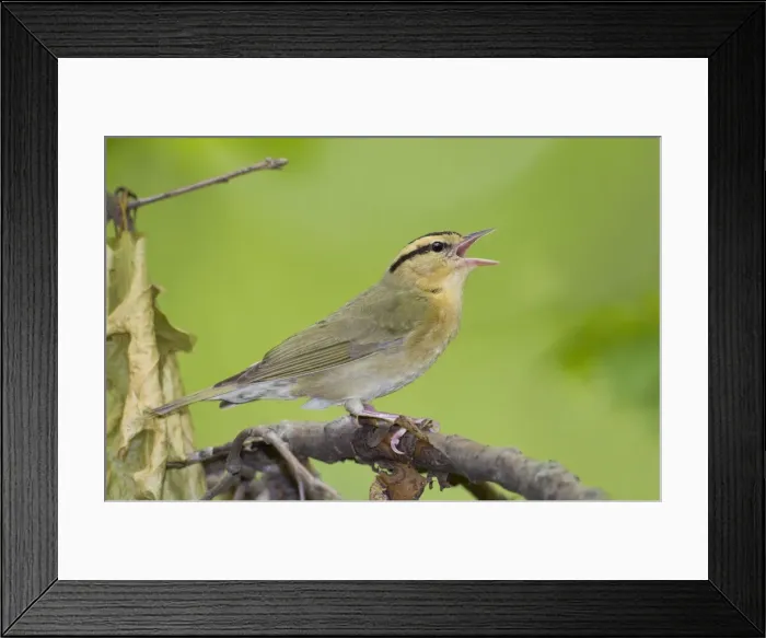 Framed Print : Worm-eating Warbler - singing - spring - Connecticut - USA Framed Print : Worm-eating Warbler - singing - spring - Connecticut - USA