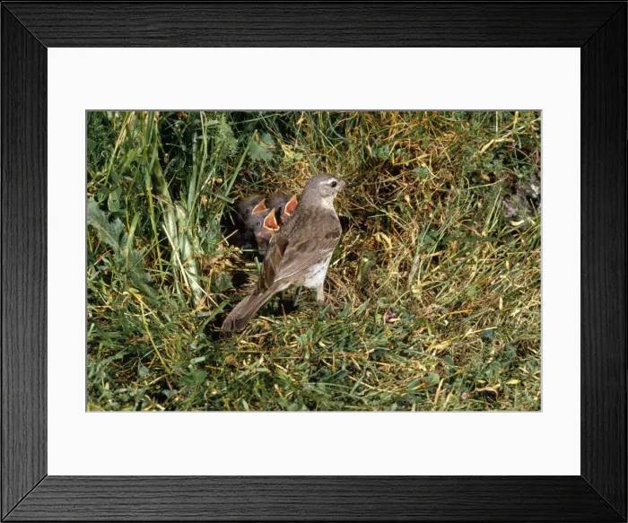 Framed Print : Water Pipit - at nest with young