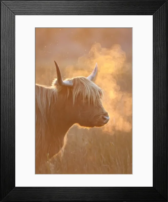 Framed Print : Highland Cattle - breath visible - Norfolk grazing marsh - UK Framed Print : Highland Cattle - breath visible - Norfolk grazing marsh - UK