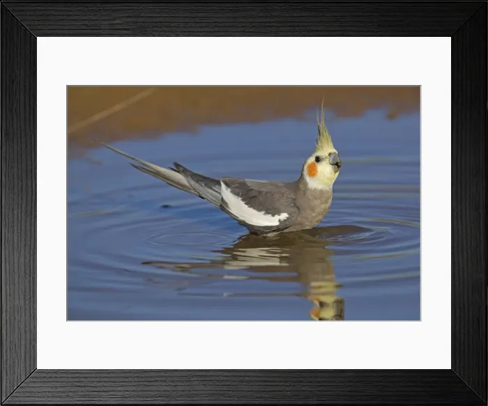Framed Print : Cockatiel - male drinking at pool - near Ti Tree - Northern Territory - Australia Framed Print : Cockatiel - male drinking at pool - near Ti Tree - Northern Territory - Australia