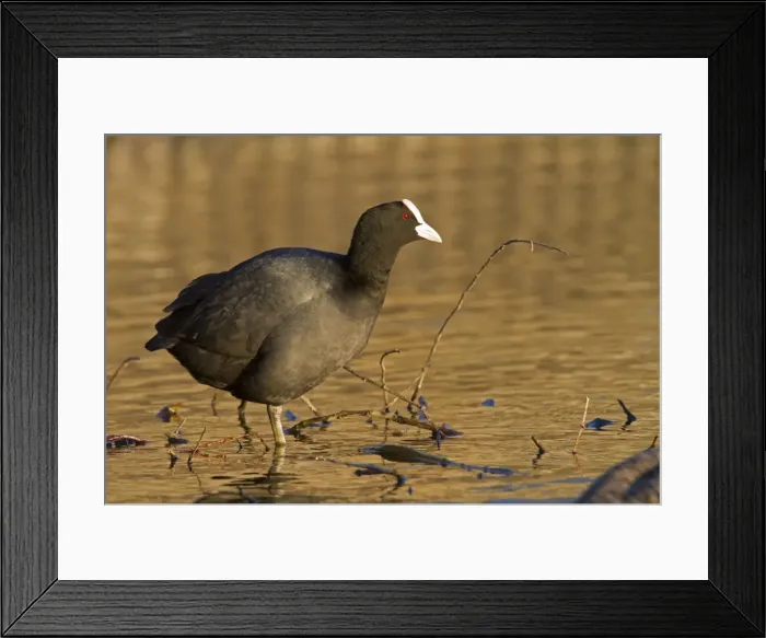 Framed Print : Coot - adult bird resting on one leg at the side of a lake - Wiltshire - England - UK Framed Print : Coot - adult bird resting on one leg at the side of a lake - Wiltshire - England - UK