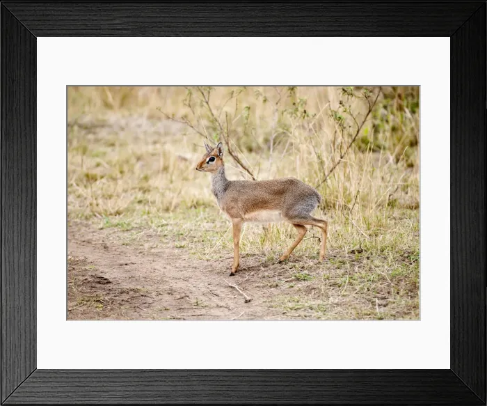 Framed Print : Kirk's Dikdik - standing - Masai Mara - Kenya Framed Print : Kirk's Dikdik - standing - Masai Mara - Kenya