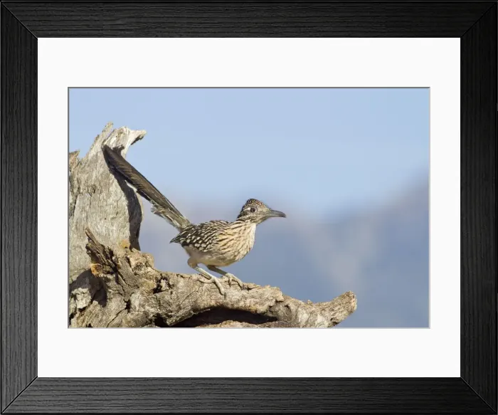 Framed Print : Greater Roadrunner - Southeastern Arizona - March - USA Framed Print : Greater Roadrunner - Southeastern Arizona - March - USA